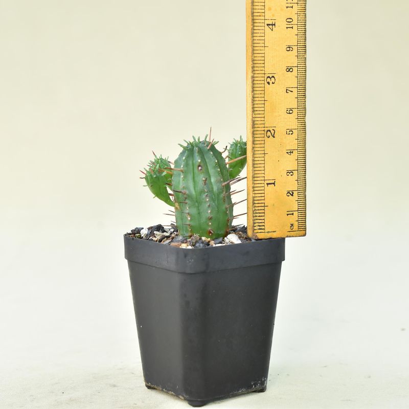 Euphorbia ferox hybrid