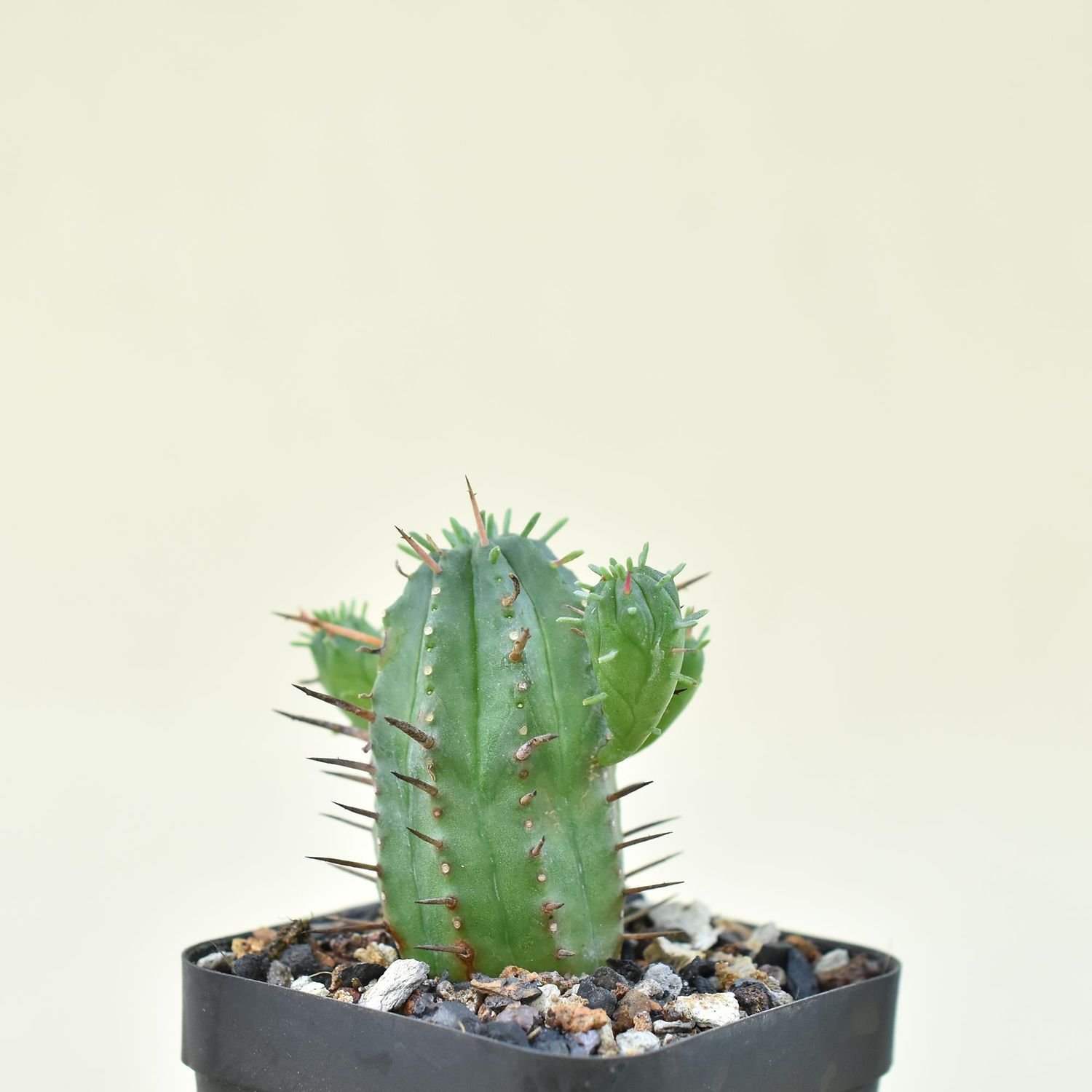 Euphorbia ferox hybrid