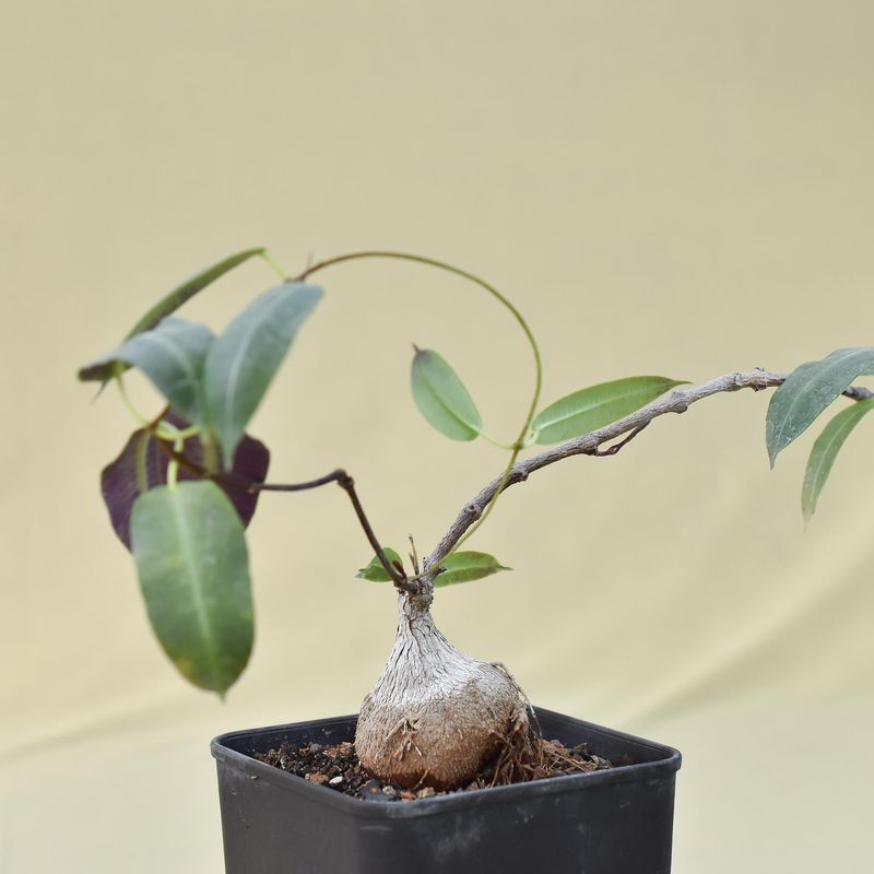 Petopentia natelensis