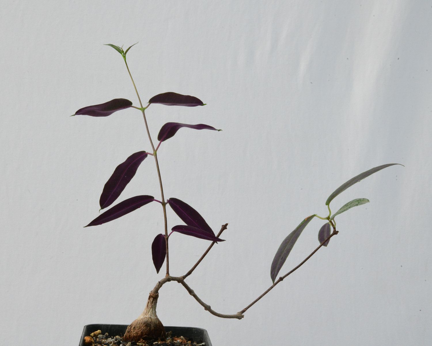 Petopentia natelensis Petopentia natelensis