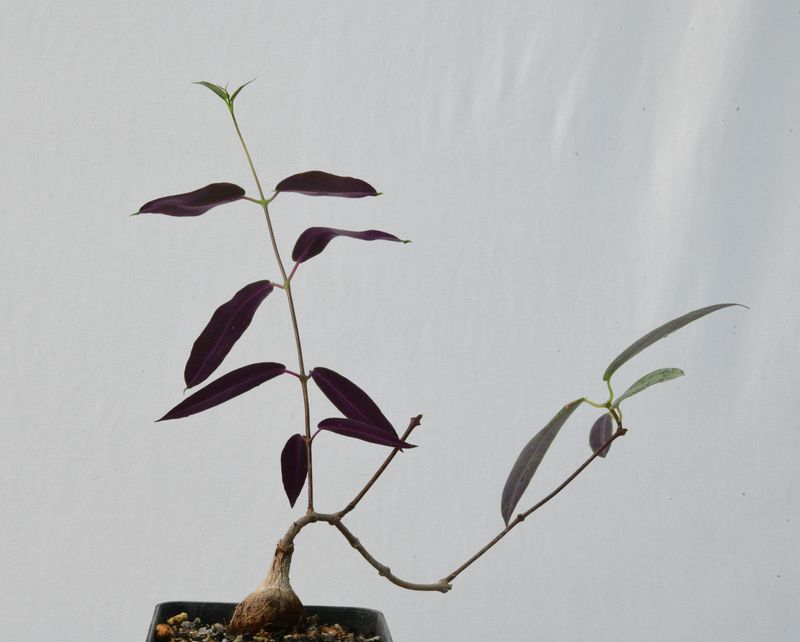 Petopentia natelensis Petopentia natelensis