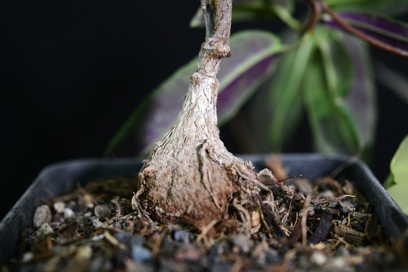 Petopentia natelensis close-up of bulbous base and roots