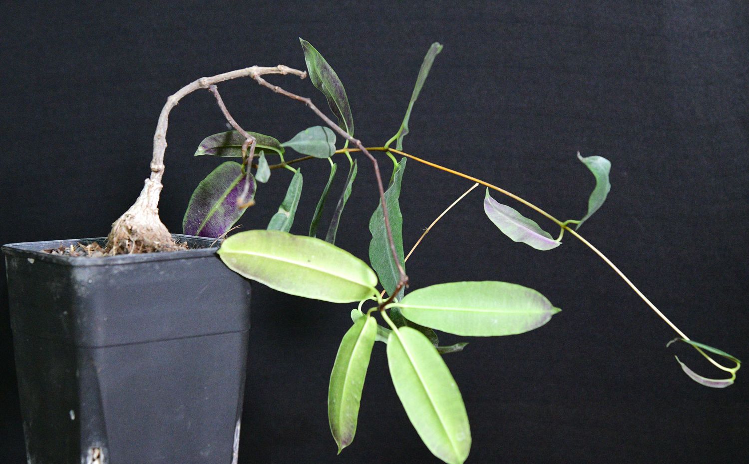 Petopentia natelensis Petopentia natelensis potted plant with trailing stems