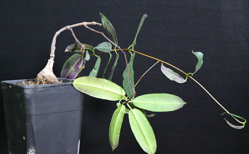 Petopentia natelensis Petopentia natelensis potted plant with trailing stems