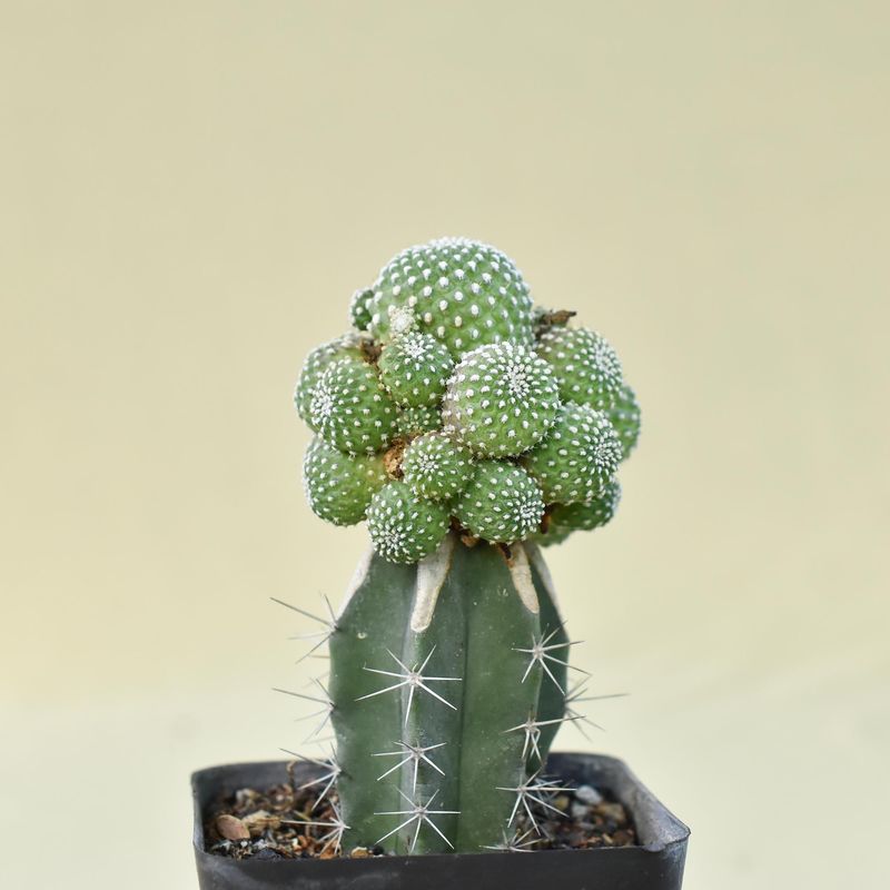 Sulcorebutia Pulvinosa Cultivar / Hybrid