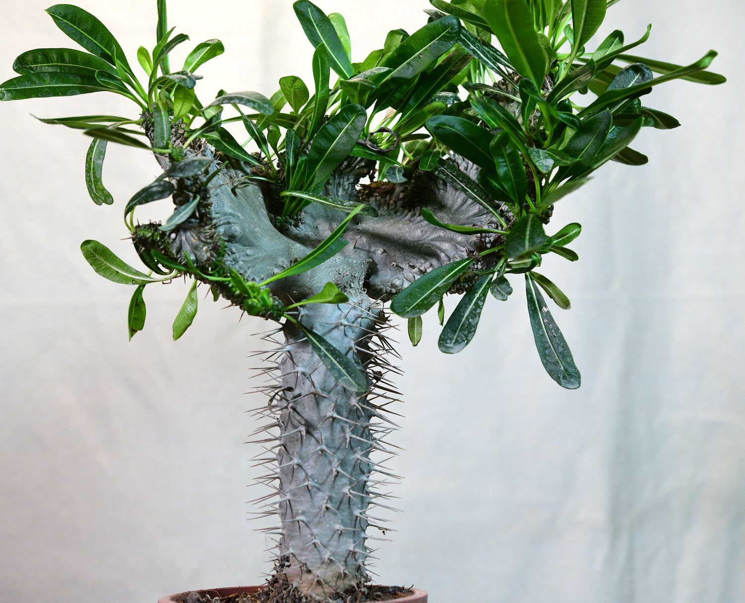 Pachypodium lamerei inermis crest top-down view