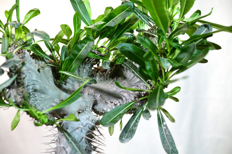 Pachypodium lamerei inermis crest close-up of stem and foliage