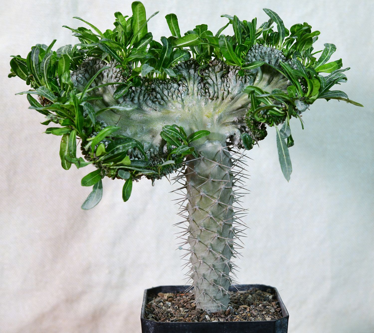 Pachypodium lamerei inermis crest Pachypodium lamerei inermis crest
