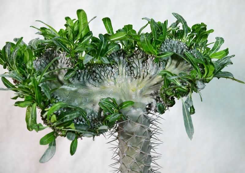 Pachypodium lamerei inermis crest