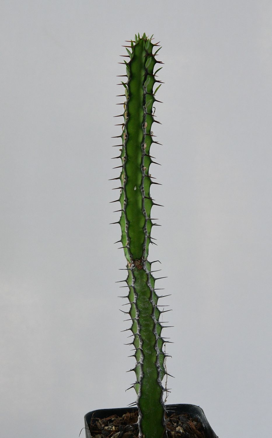 Euphorbia vulcanorum in pot