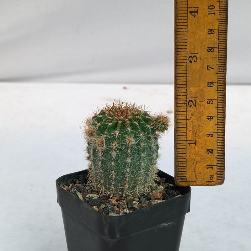 Echinopsis Hybrid Belleza Morada