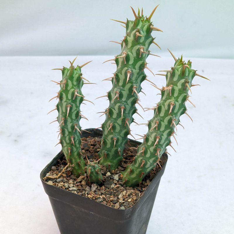 Euphorbia erigavensis