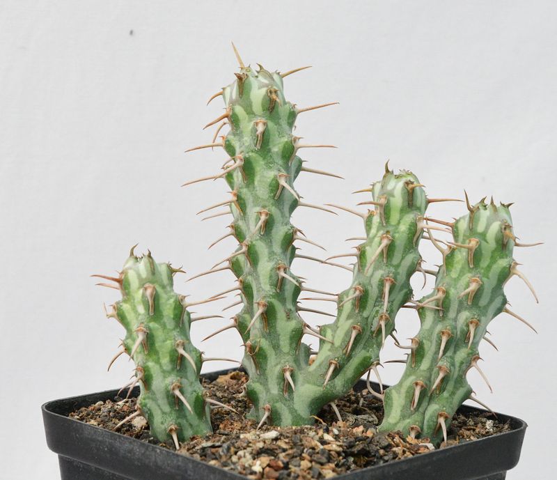 Euphorbia erigavensis