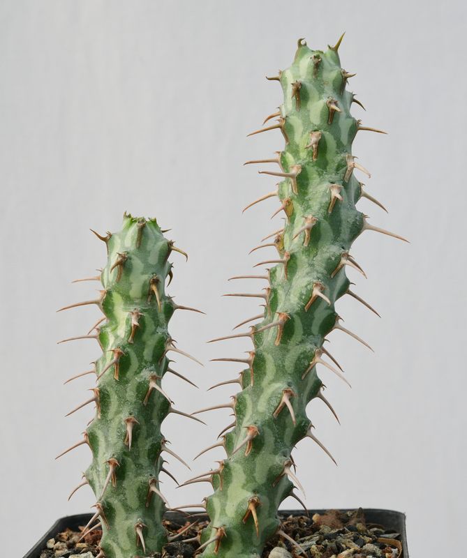 Euphorbia erigavensis