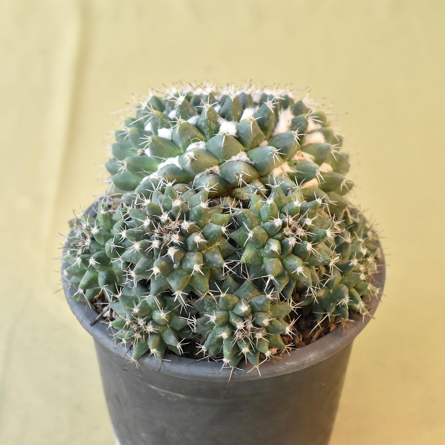 Mammillaria Compressa