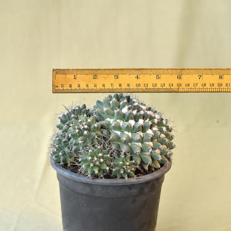 Mammillaria Compressap with ruler for size reference