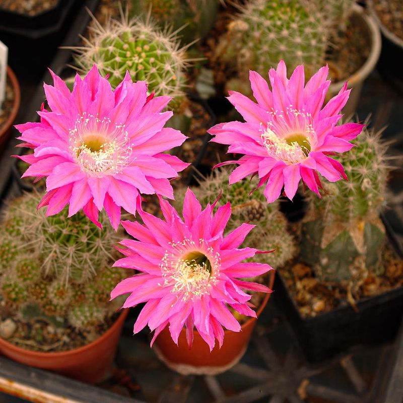 Echinopsis hybrid "Maria Piazza" (Schick 1373-52) in bloom, nursery tray