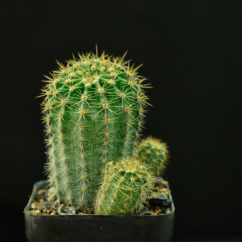 Echinopsis hybrid "Maria Piazza" (Schick 1373-52) front view