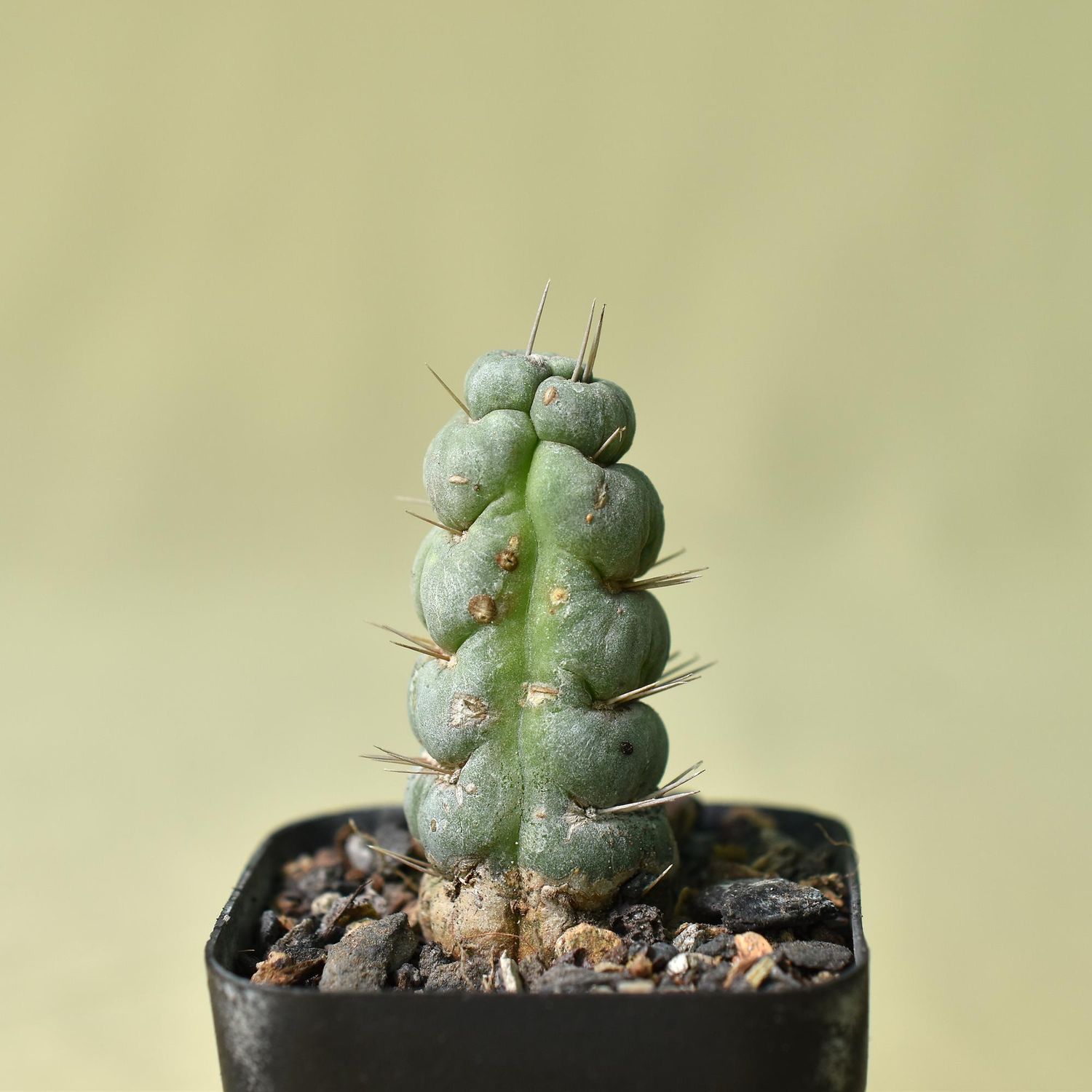 Eulychnia castanea cv. varispiralis spiral form Eulychnia castanea cv. varispiralis spiral form