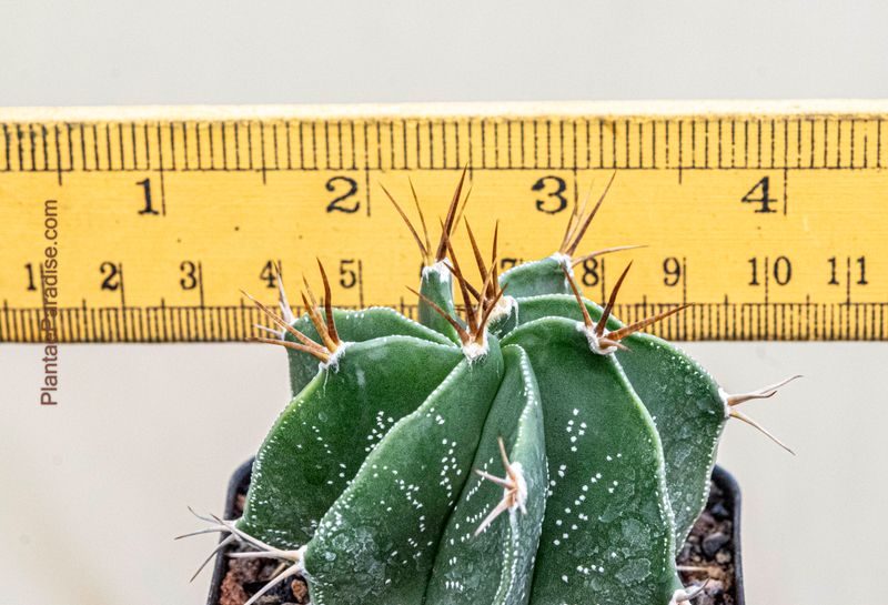 Astrophytum ornatum Nudum (Type / Native Form)