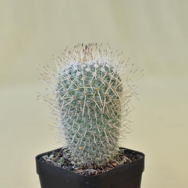 Mammillaria geminispina 'Nobilis'