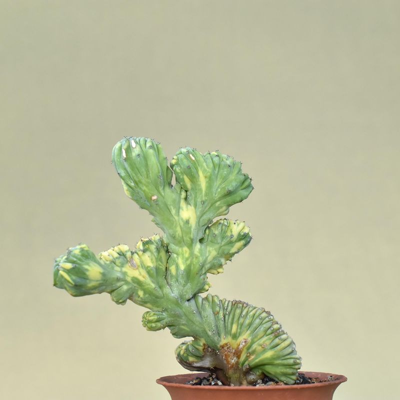 Myrtillocactus geometrizans crest variegata ROOTED