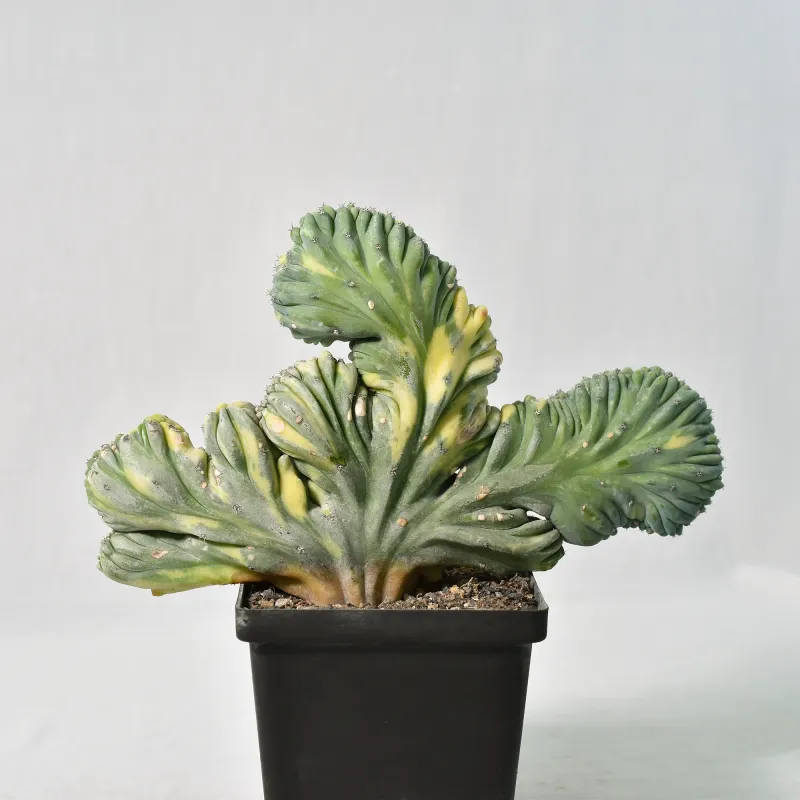 Myrtillocactus geometrizans crest variegata ROOTED Myrtillocactus geometrizans crest variegata ROOTED