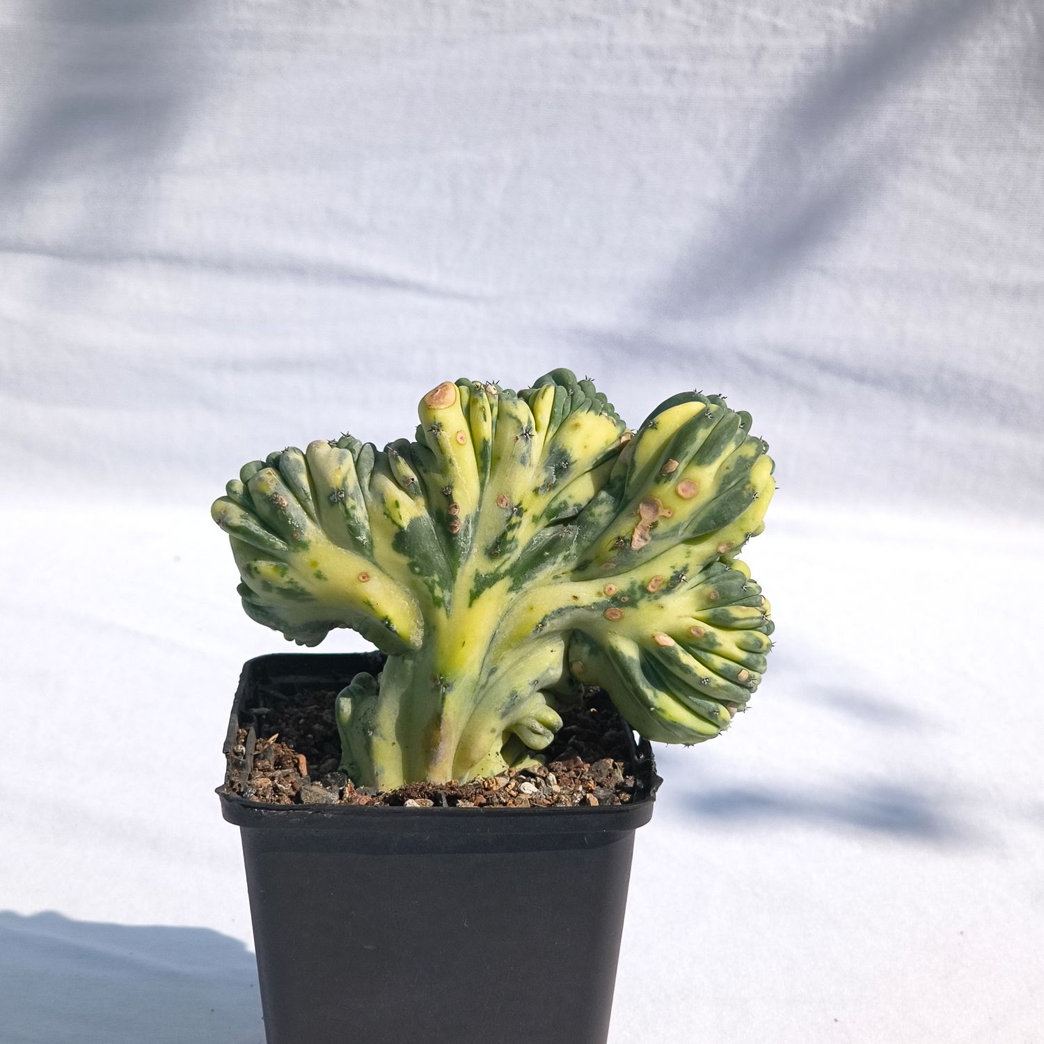 Myrtillocactus geometrizans crest variegata ROOTED Myrtillocactus geometrizans crest variegata ROOTED