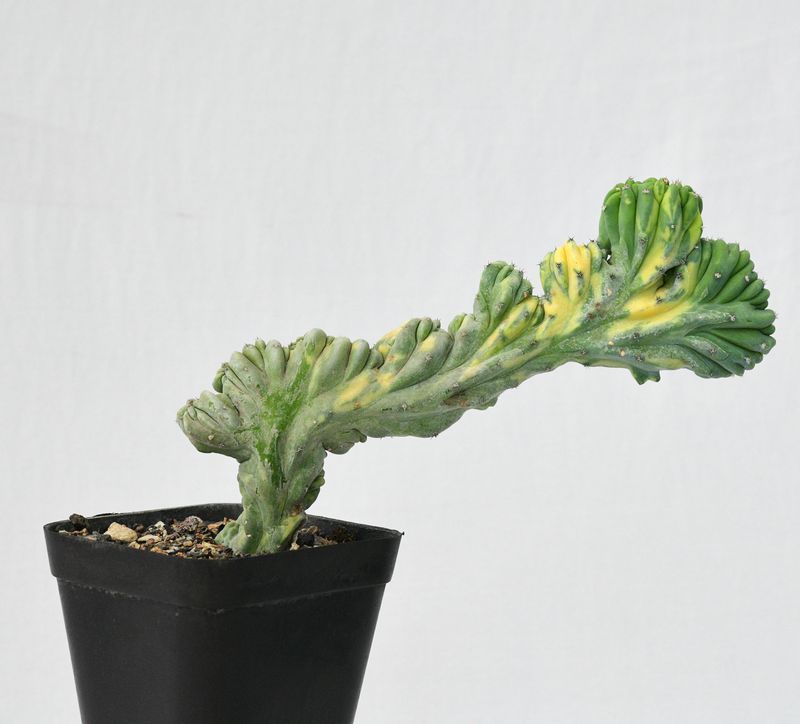 Myrtillocactus geometrizans crest variegata ROOTED