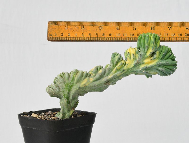 Myrtillocactus geometrizans crest variegata ROOTED with ruler for size reference