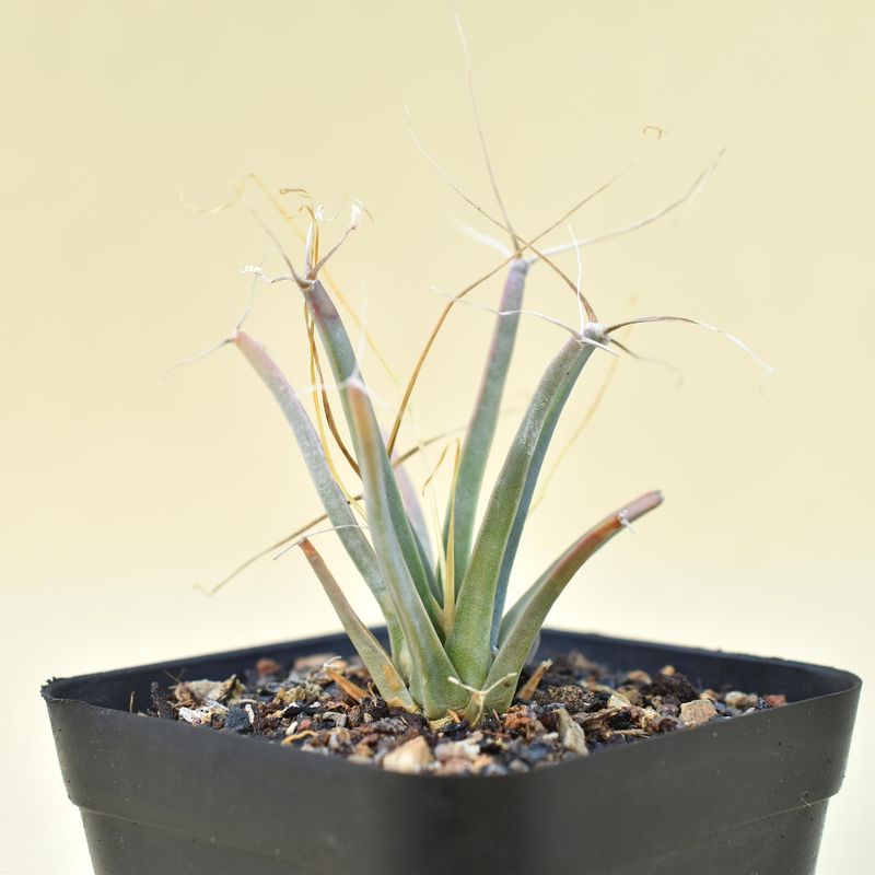 Leuchtenbergia Principis whole plant