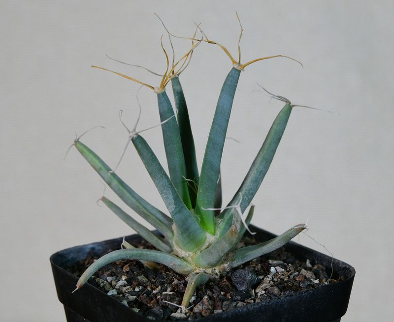 Leuchtenbergia principis young plant rosette view