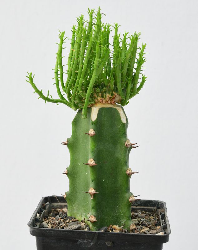 Euphorbia flanaganii crest " Stem Crest"