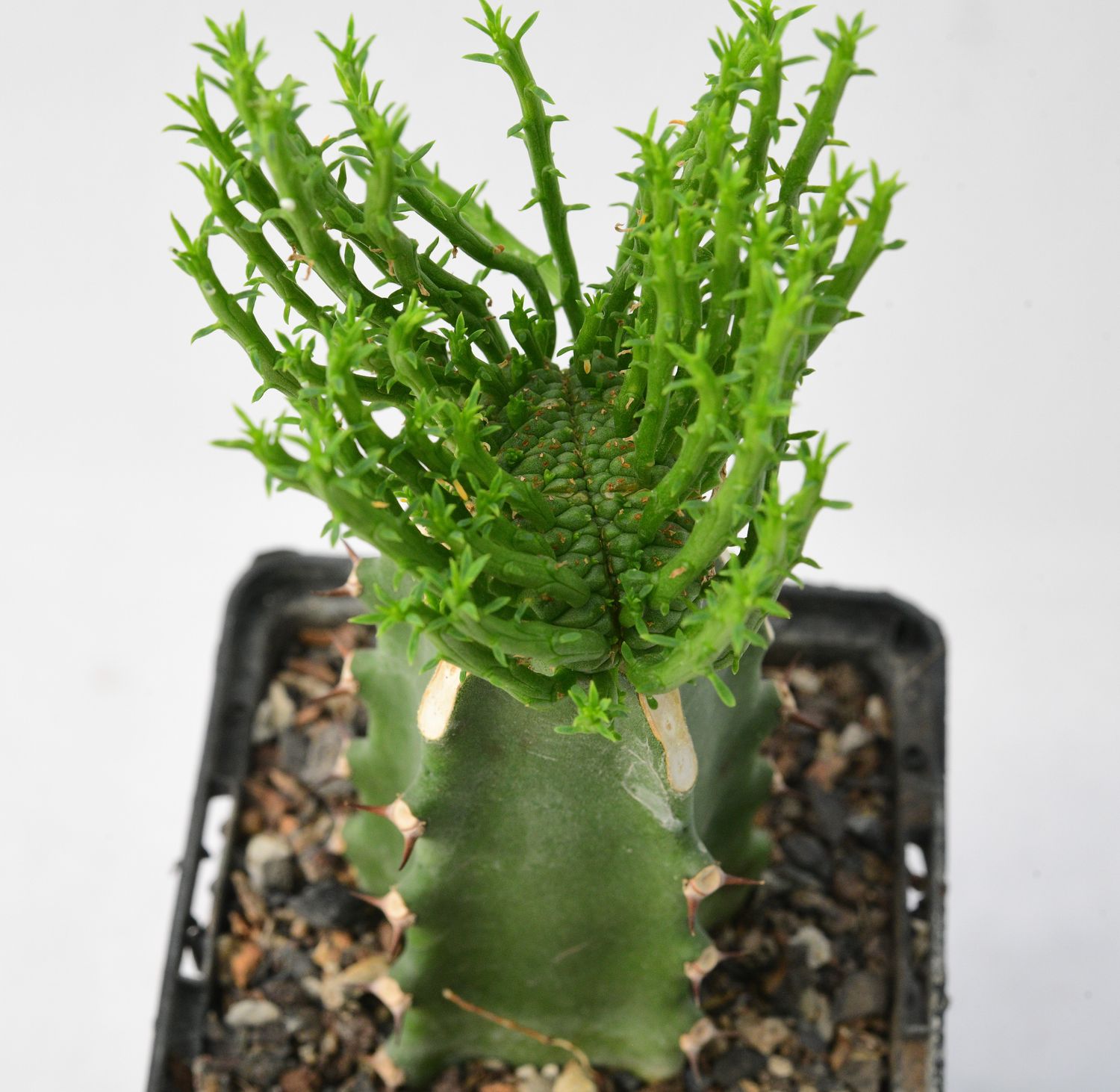 Euphorbia flanaganii crest Euphorbia flanaganii crest " Stem Crest"
