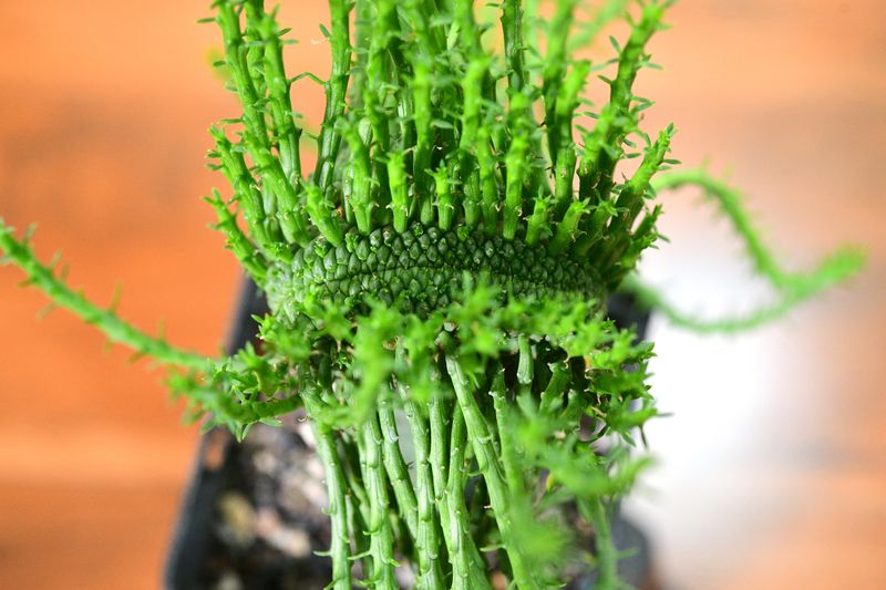 Euphorbia flanaganii crest "Stem Crest" close-up of crown structure