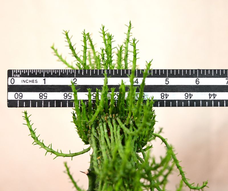 Euphorbia flanaganii crest "Stem Crest" with ruler for size reference