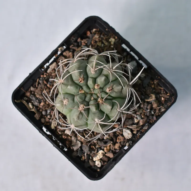 Gymnocalycium Ambatoense