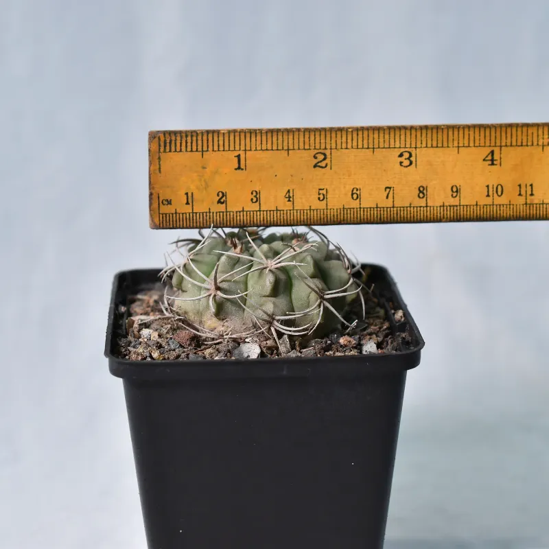 Gymnocalycium Ambatoense