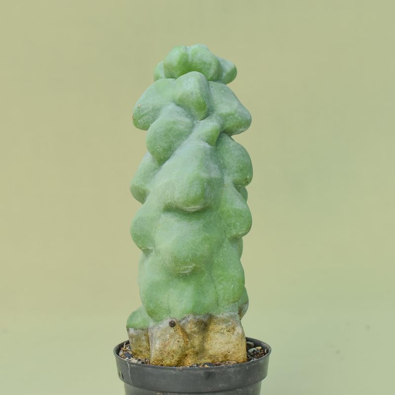 Lophocereus schottii mostruosa 