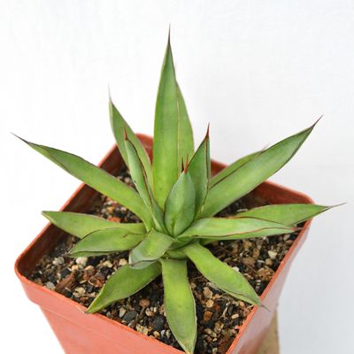 Agave Burnt Burgundy – Deep Red Hybrid Succulent for Gardens