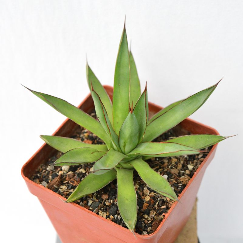 Agave "Burnt Burgundy"