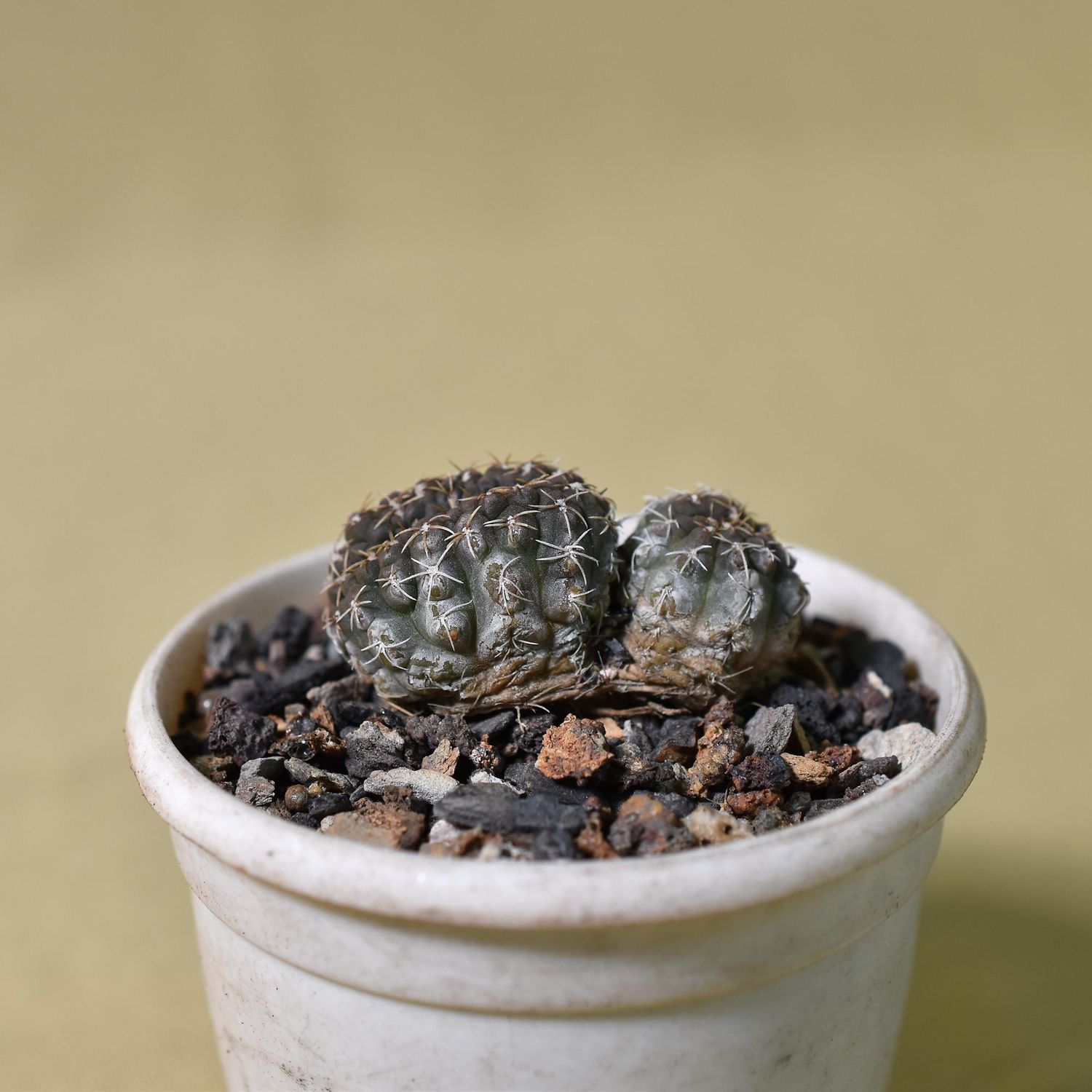 Gymnocalycium vatteri crest