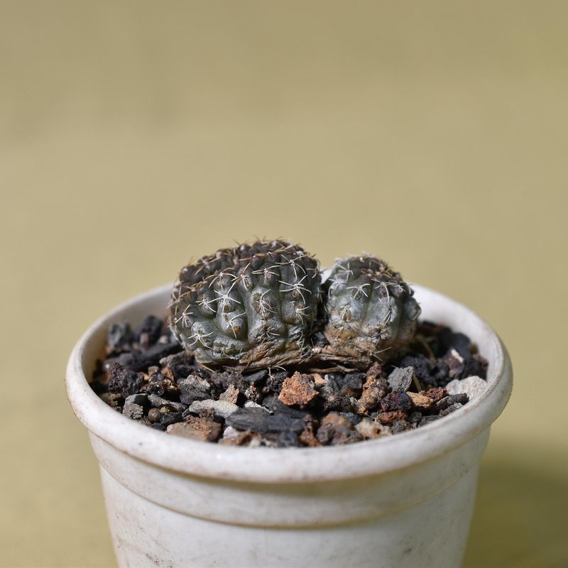 Gymnocalycium vatteri crest
