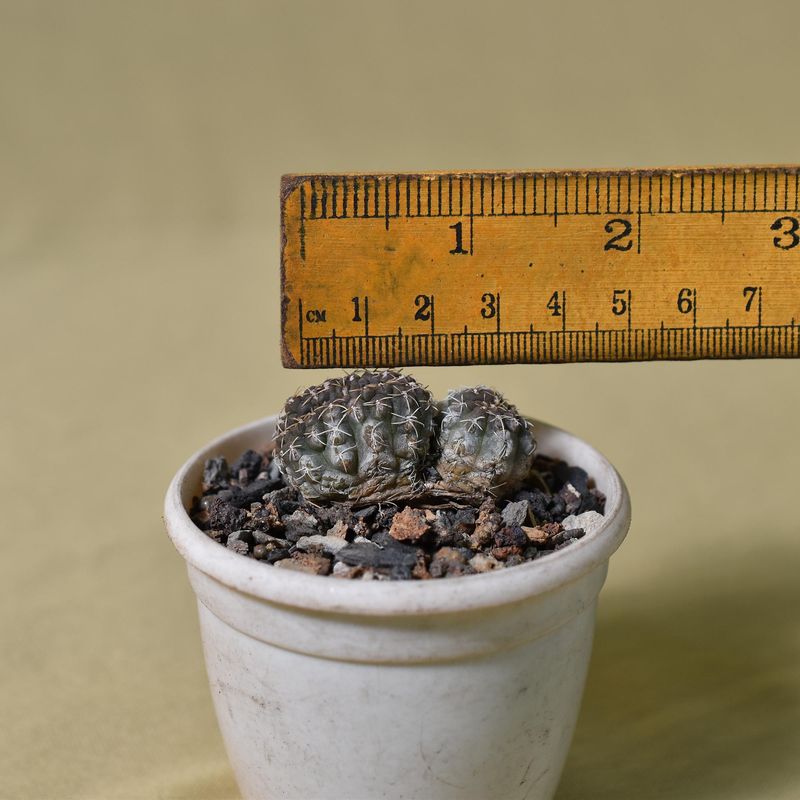 Gymnocalycium vatteri crest
