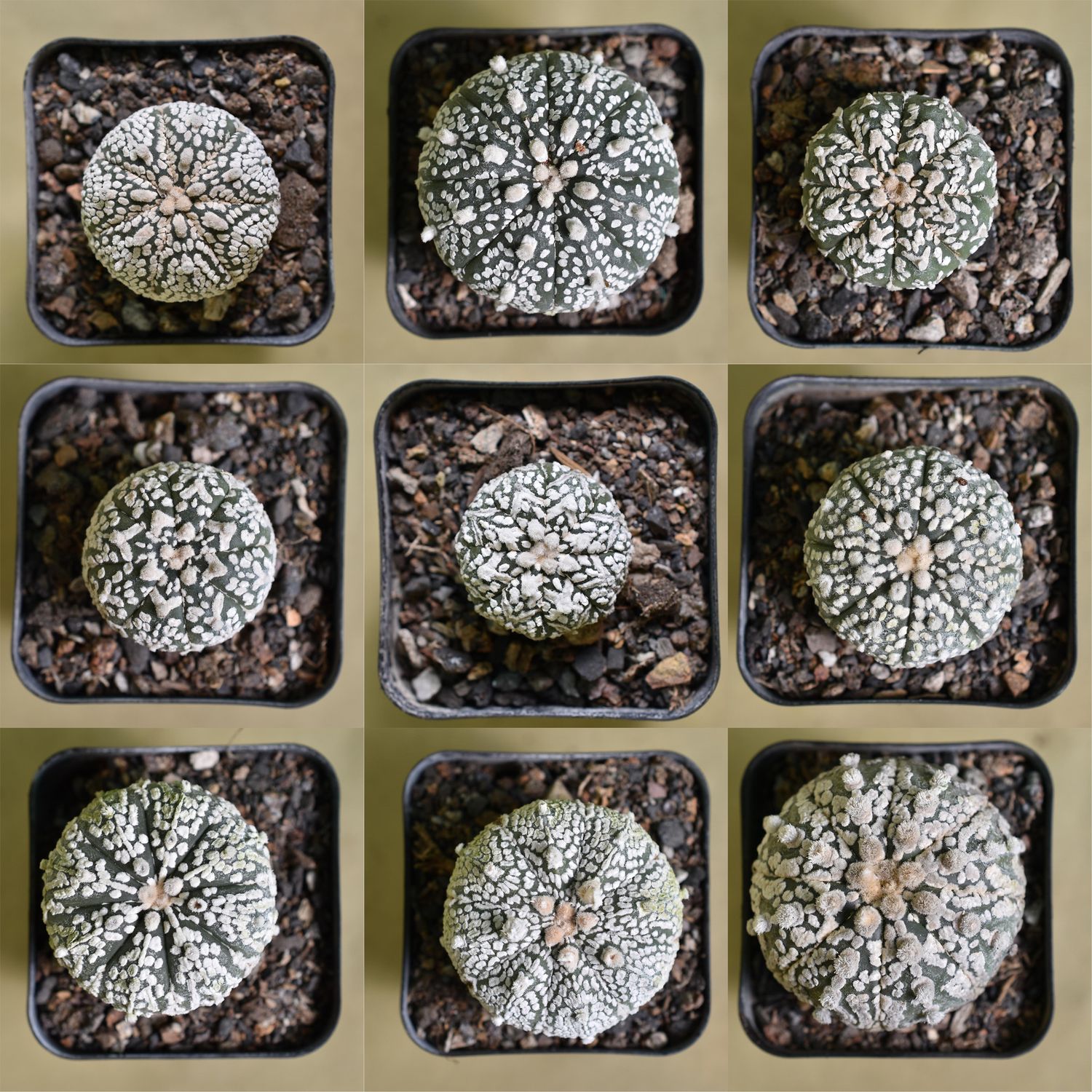 Astrophytum asterias cv Super Kabuto