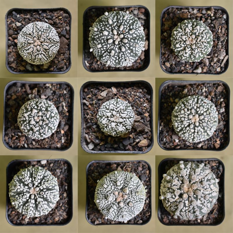 Astrophytum asterias cv Super Kabuto