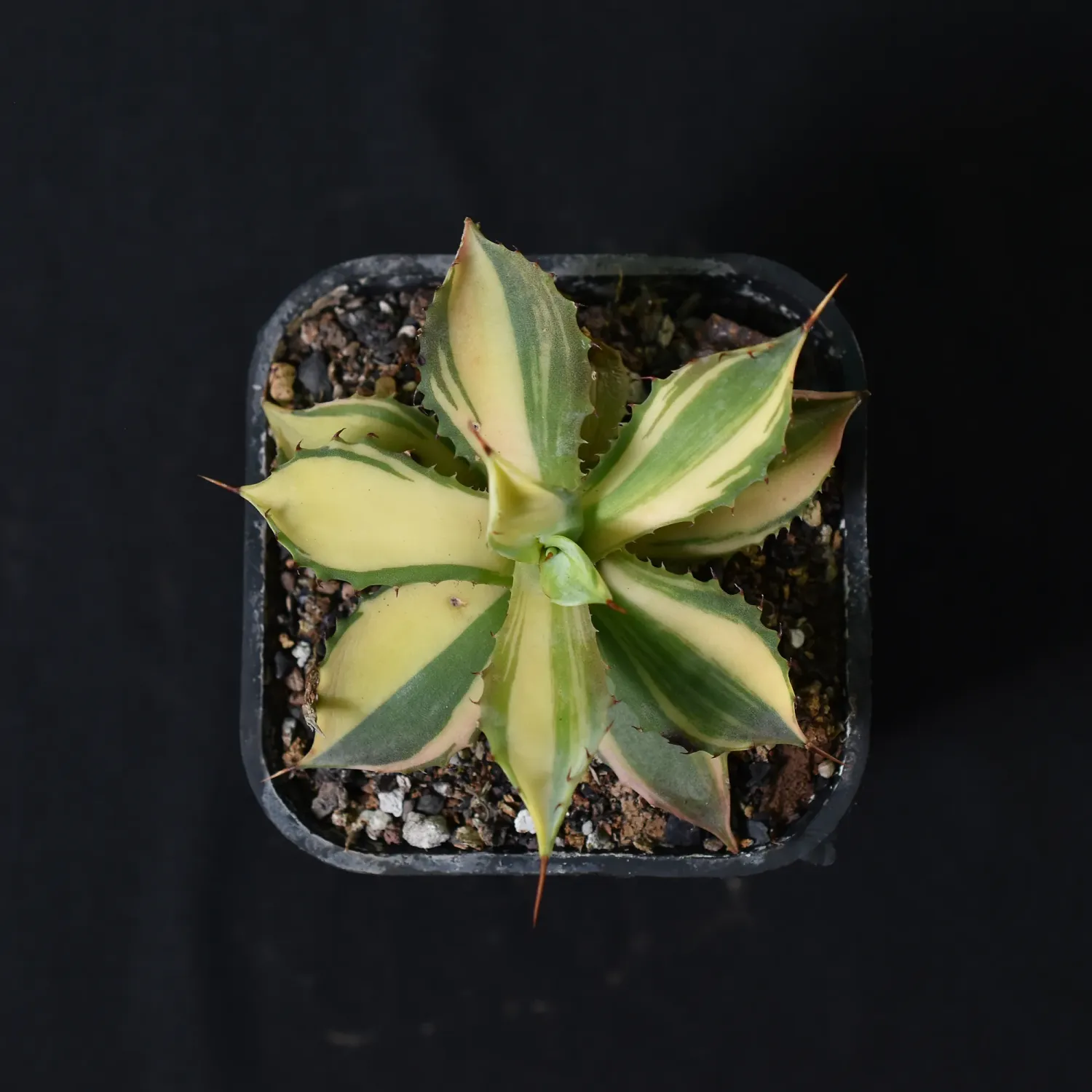 Agave isthemensis Variegated Striata