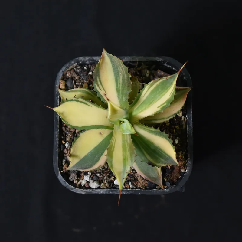Agave isthemensis Variegated Striata