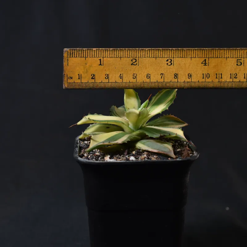 Agave isthemensis Variegated Striata