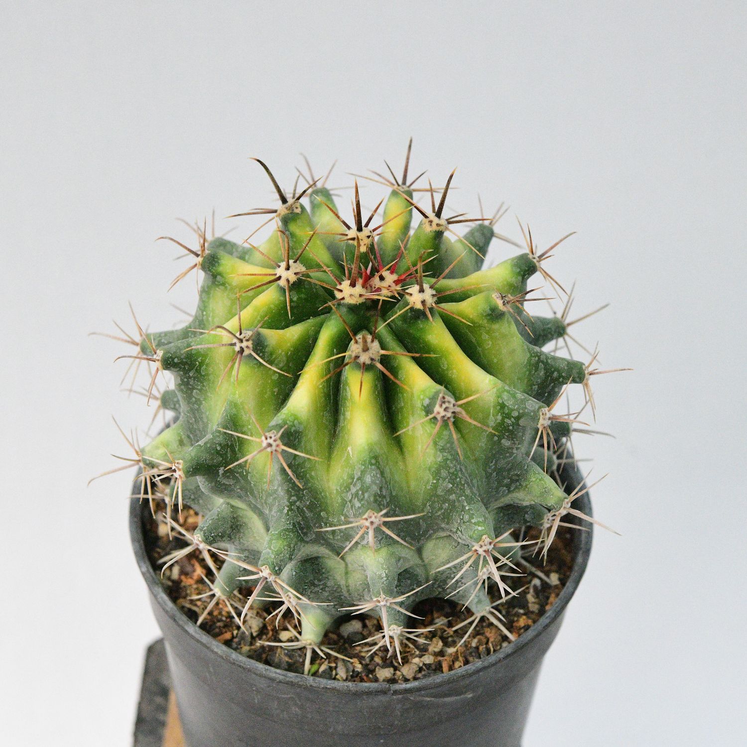 Ferocactus herrerae Hybrid Variegated Ferocactus herrerae Hybrid Variegated